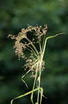 Woodland bulrush